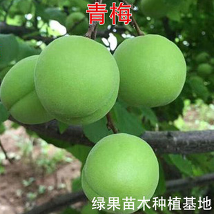 ÷�Ә��� ��÷���� ���÷�Ә�����÷ ��÷�� �����籱���Ϸ��Nֲ