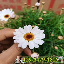 春菊 春菊品牌 图片 价格 春菊批发 阿里巴巴