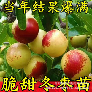 Rock Sugar Jujube Live Seedlings, Crisp and Sweet Winter Jujube Seedlings, Grafted Fruit Seedlings Planted in the South and North, Potted Fruit Tree Seedlings