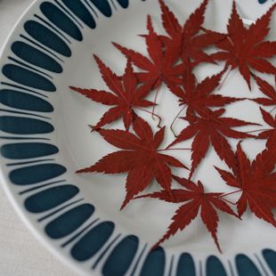 Red Maple Leaf Dried Flower Embossed Plant Specimen Teaching Gel Dropping Mobile Phone Case Children's Handmade Bookmark Photo Frame Flower Decal
