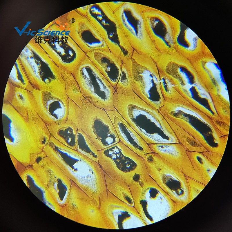 柿胚乳切片 示胞间连丝 中学生物显微镜观察玻片 植物细胞标本