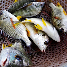 深海黄翅鱼 黄立鱼 黄鳍鲷 黄脚立 海捕黄鲷鱼 黄颡鱼 餐饮供应