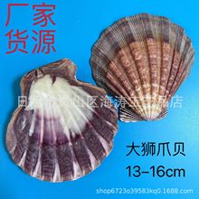 天然海螺贝壳大狮爪贝狮爪贝鱼缸水族装饰工艺品