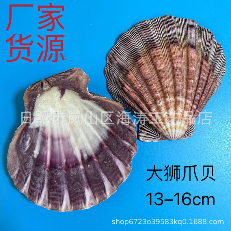 Natural conch shell big lion claw shell lion claw shell fish tank aquarium decoration crafts tableware ocean Natural conch shell big lion claw shell lion claw shell fish tank aquarium decoration crafts tableware ocean