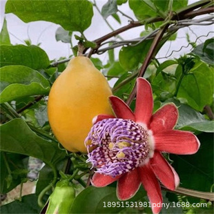 �炐�ȁ�����������J���S��������N�����½Y���ϱ��Nֲ