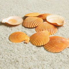 Yellow scallop wedding wall stickers landscape decoration aquatic floor shell wind chime shell conch ornaments shell material