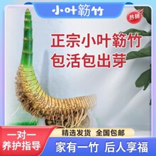 СҶ�{���Ʒ�辰������׮�������ڰ칫�������ļ�������ֲ��
