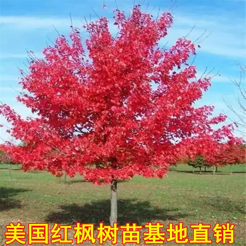 美国红枫红冠红枫树苗盆栽庭院公园绿化行道树彩叶树占地大树小苗