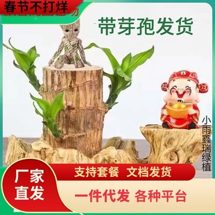 һ�����l���\�_����ѿ����ľ��̹ľ����������Կ͏dˮ��ֲ��