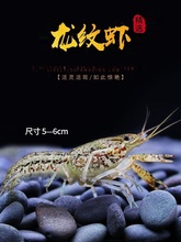 澳洲小龙虾鲜活观赏淡水虾大型凶猛鳌虾冷水耐活宠物虾天空蓝魔虾