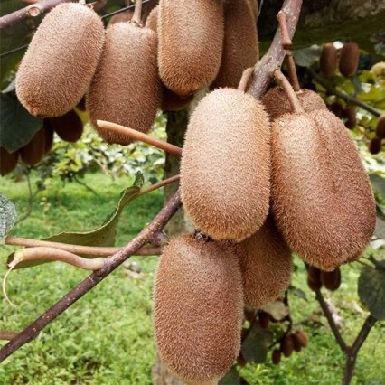 贵州修文猕猴桃新鲜水果贵长绿心弥猴桃10斤礼盒孕妇奇异果水杨桃