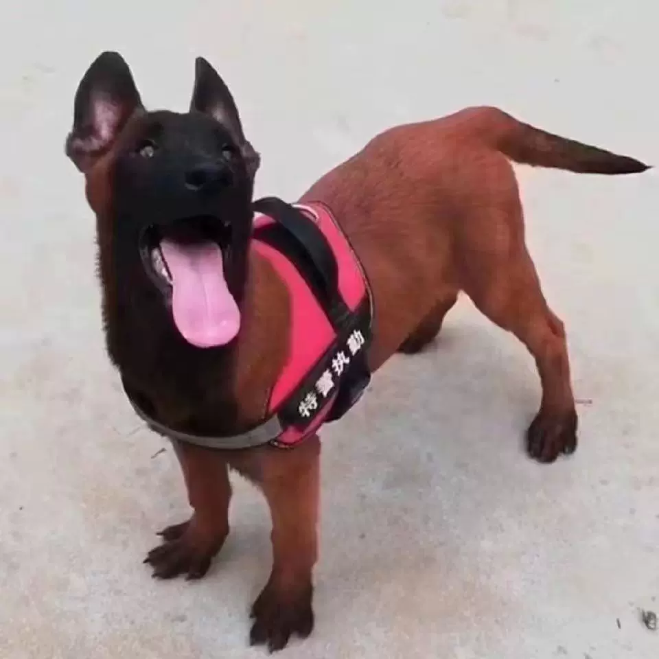 比利时马犬幼犬活体纯种爆红马犬黑马红马工作犬护卫犬活体批发价