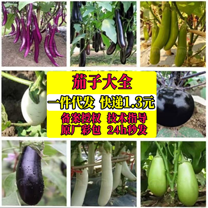茄子大全紫长茄绿罐茄白龙长茄烧烤茄子圆茄竹丝茄春季播种批发