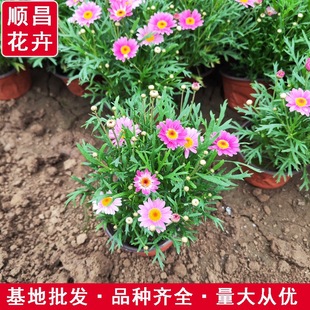 �����������Ի��� ľ����@�־G��������ľ �ر�����ֲ��ľ����