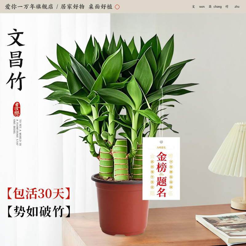 [화분 2개 특별 제공] 원창 대나무 4개*2+오리지널 흙 화분*2+비료*2 애완동물