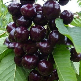 ��������܇���Ә����R����ҵ��Դ���Ҙ������޽Ӱ�������Y��