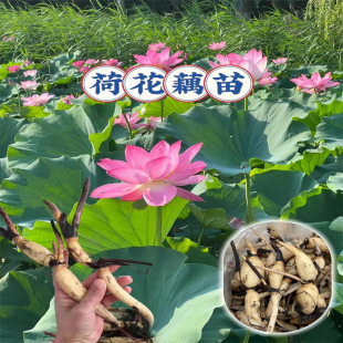 ^pɻNź˯ɏԺɻˮBɏļˮֲ