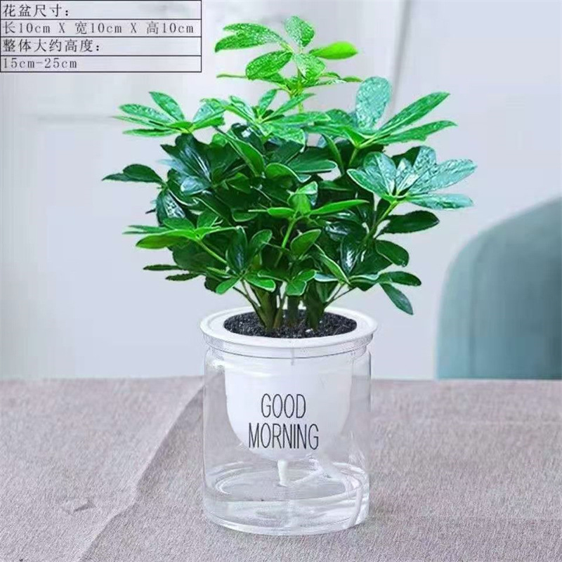 Gardenia Good Morning Lazy Potted Green Plant Jasmine Chlorophytum Fortune Tree Chlorophytum Indoor All Seasons