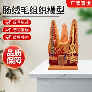 乐余标本ZM5040肠绒毛组织教学模型学校实验室科研现货