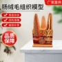 科研教学学校组织模型