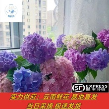 绣球花批发云南昆明鲜花花店婚庆家庭水养插花搭配