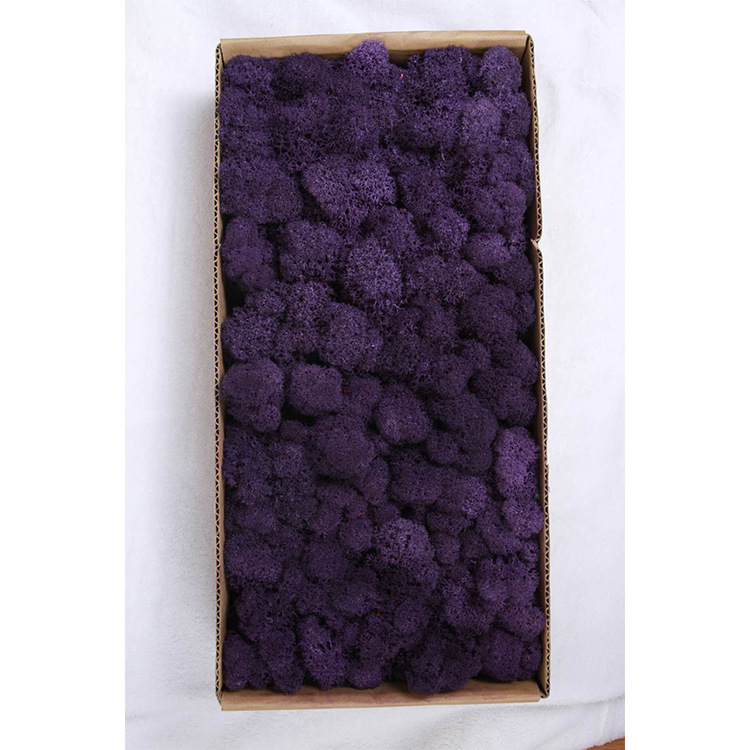 Musgo eterno ciervo musgo planta pared paisaje musgo ventana interior decoración micro paisaje eterna flor musgo