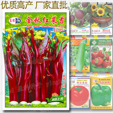 蔬菜種子公司四季易種地攤花卉蔬菜種子批發-金秋紅菜苔 菜心種籽
