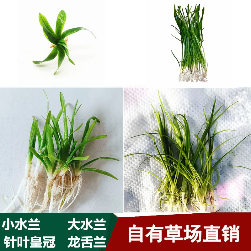 Агава маленькая водная Орхидея озеленение живая водная трава передний план трава новичок легко выращивать свои собственные луга Прямая оптовая продажа