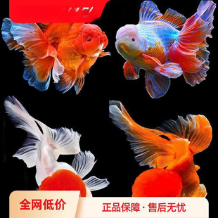 ��ˮ���~�^�p�~�ͻ���B��ˮ�{���^��픻��^�������~���~����~