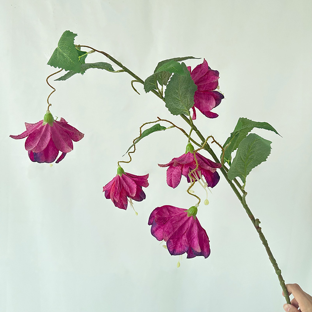 메이후이 랜턴 꽃 딥 퍼플