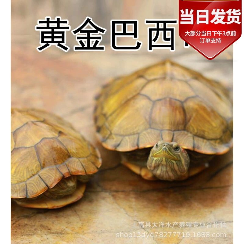 Маленькая черепаха живые существа глубоководная чистая красная долголетия черепаха домашнее животное черепаха рассада черепаха Большая Золотая бразильская черепаха ферма оптом