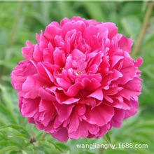 ����õ���ذ��^�p��ș���玧ѿ�N���ͺ��҃�����ͥԺ�ļ��׻�ֲ��