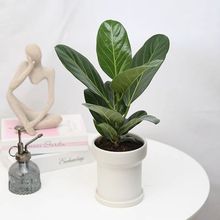 孟加拉榕黄金富贵榕盆栽办公室内四季常青北欧风观叶绿植高山榕好