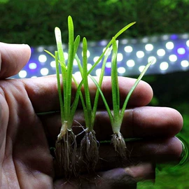 种子;其他园林植物;灌木