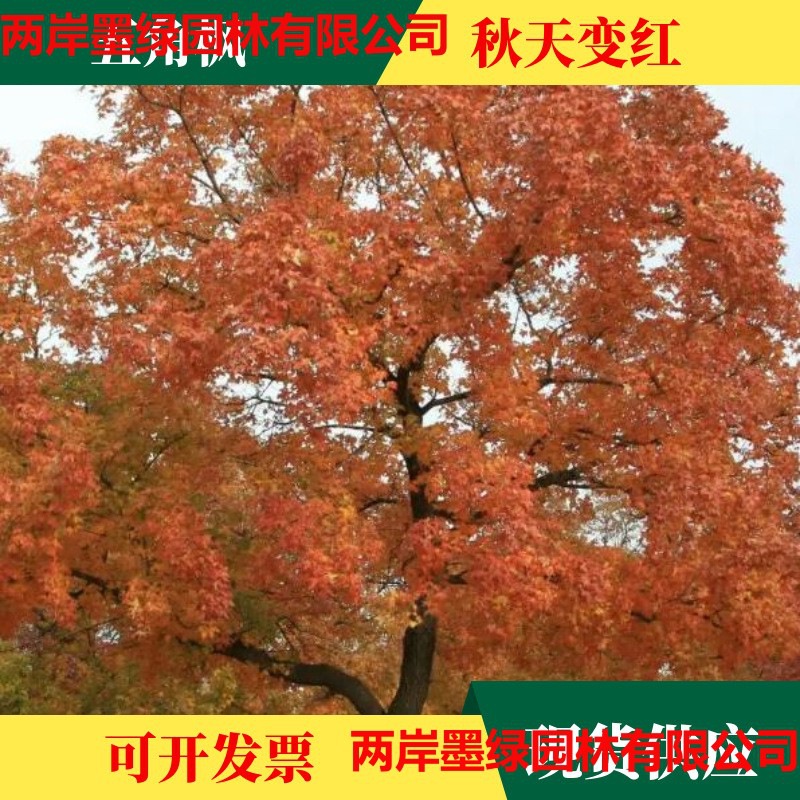 批发五角枫树种子 彩色树籽 造林树种子 耐寒韩旱树种枫树