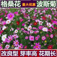 [波斯菊=格桑花]四季开花易活野花组合花籽庭院室外花波斯菊种子