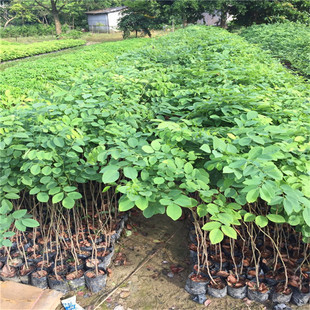 �������l��t��֦ͥԺ�Gֲ���玧�����~�l؛