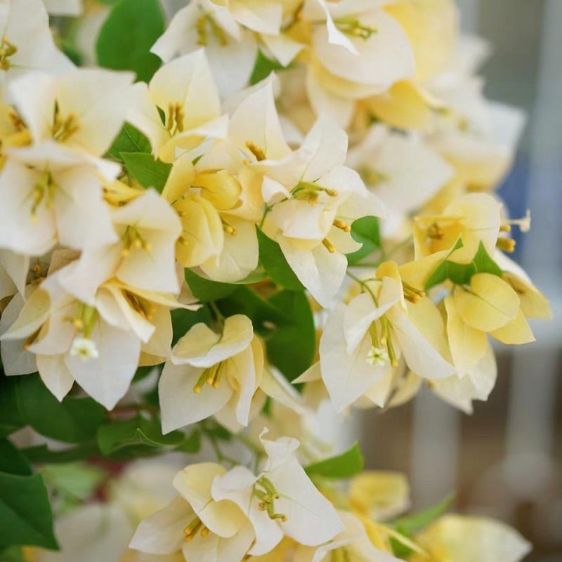 인터넷 연예인 핫모델 (수와나)