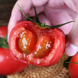 『攀枝花米易沙瓤西红柿』新鲜番茄生吃果蔬自然熟普罗旺斯西红柿