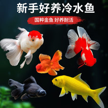 金鱼活鱼苗鱼缸观赏鱼好养耐活自来水冷水鱼草金鱼锦鲤淡水小金鱼