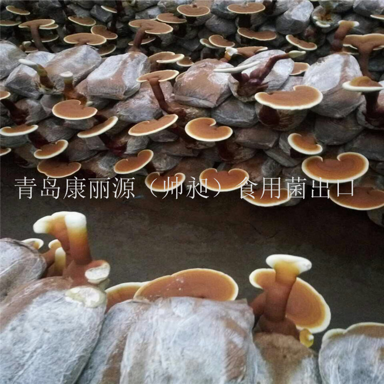 山东青岛出口韩国灵芝菌棒，灵芝菌包