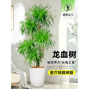 ��Ѫ��͏d�Gֲ��լ���Ͷ��^��횘������҃ȴ�̖�辰�����F��ֲ��