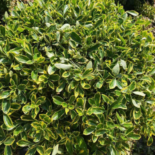 ��߅�S������~�S���е����@�G�����NҎ���y��СϞ���׶���