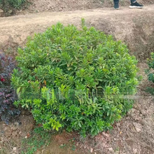 ���ش������lë�N��P120���N�����N�򰲿���N�������@��