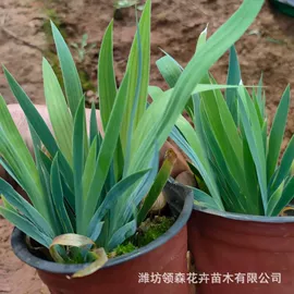 宿根花卉;一二年生花卉;灌木