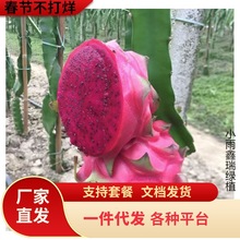 火龙果树果苗红心火龙果苗庭院阳台四季盆栽种植水果当年结果带根