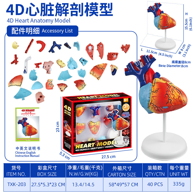 Modelo del cuerpo humano, juguetes educativos STEM para niños, modelo de anatomía humana desmontable, reconocimiento de órganos, fabricante, venta al por mayor image 25