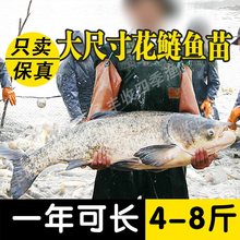 白鲢鱼苗大头鱼胖头鱼花鲢鱼苗鳙鱼苗雄鱼苗食用淡水养殖包邮活