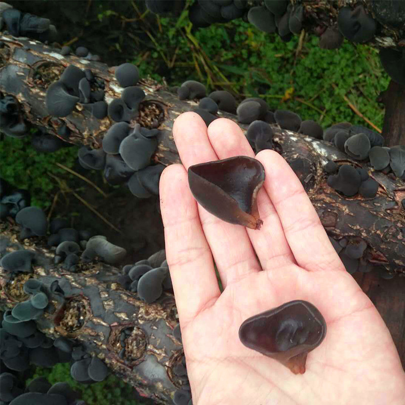 東北産黒きくらげ乾物500g 椿材小鉢耳特産秋耳秋きくらげメーカー卸売農産物|undefined