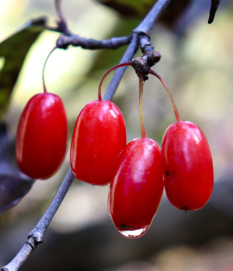 Shan Zhu Yu (Cornus officinalis) — Wild-Grown Pitted Dogwood Fruit, Sulfur-Free Dried Herb overview
